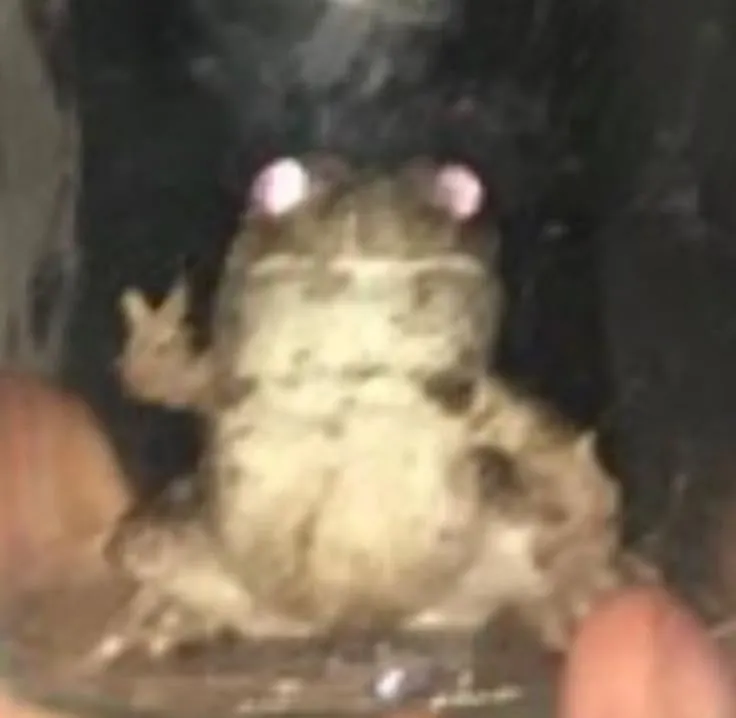 TestMil (copia)